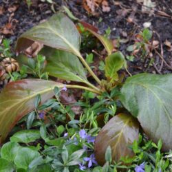 Bergenia Bach