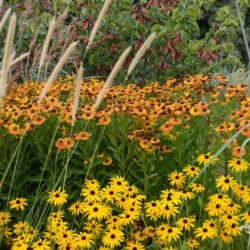 Helenium Flamengo
