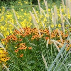 Helenium Flamengo