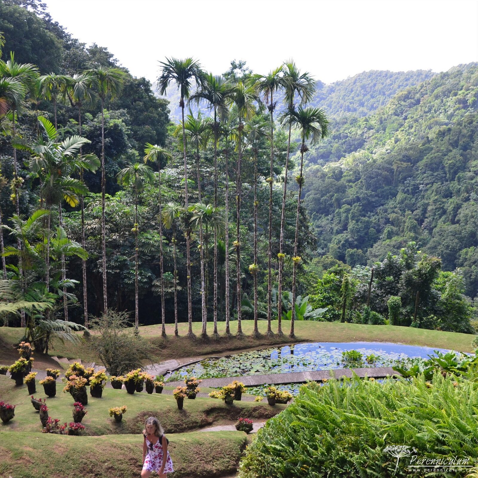 Jardins de Balata – cesta korunami palem na Martiniku hlavní obrázek