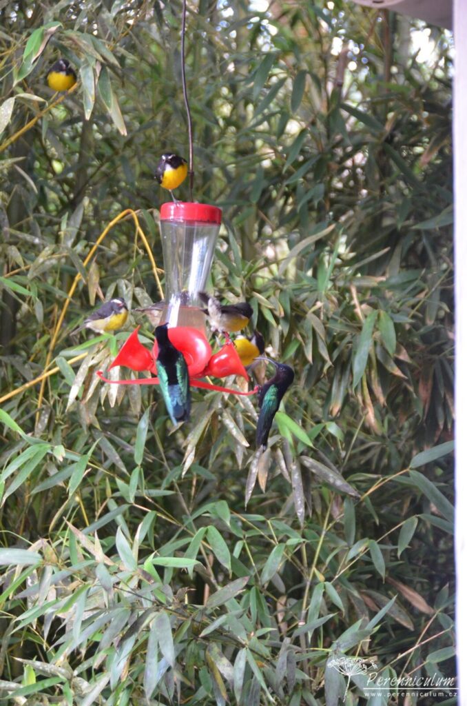 Kolibříci na krmítku