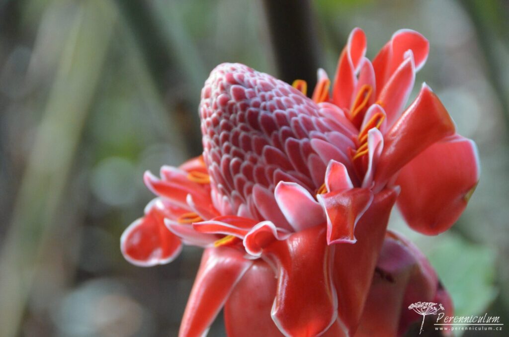 Etlingera elatior