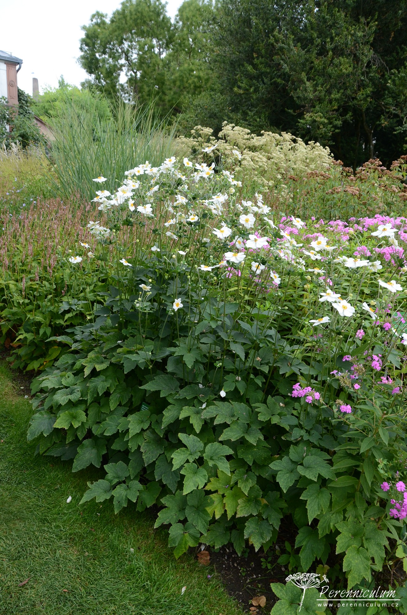 Anemone × hybrida 'Honorine Jobert' | Perenniculum