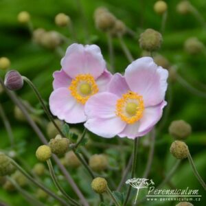 Anemone hupehensis Ouverture