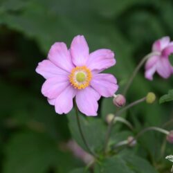 Anemone x hybrida Serenade