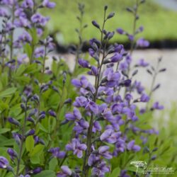 Baptisia