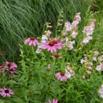 Echinacea purpurea Prairie Splendor