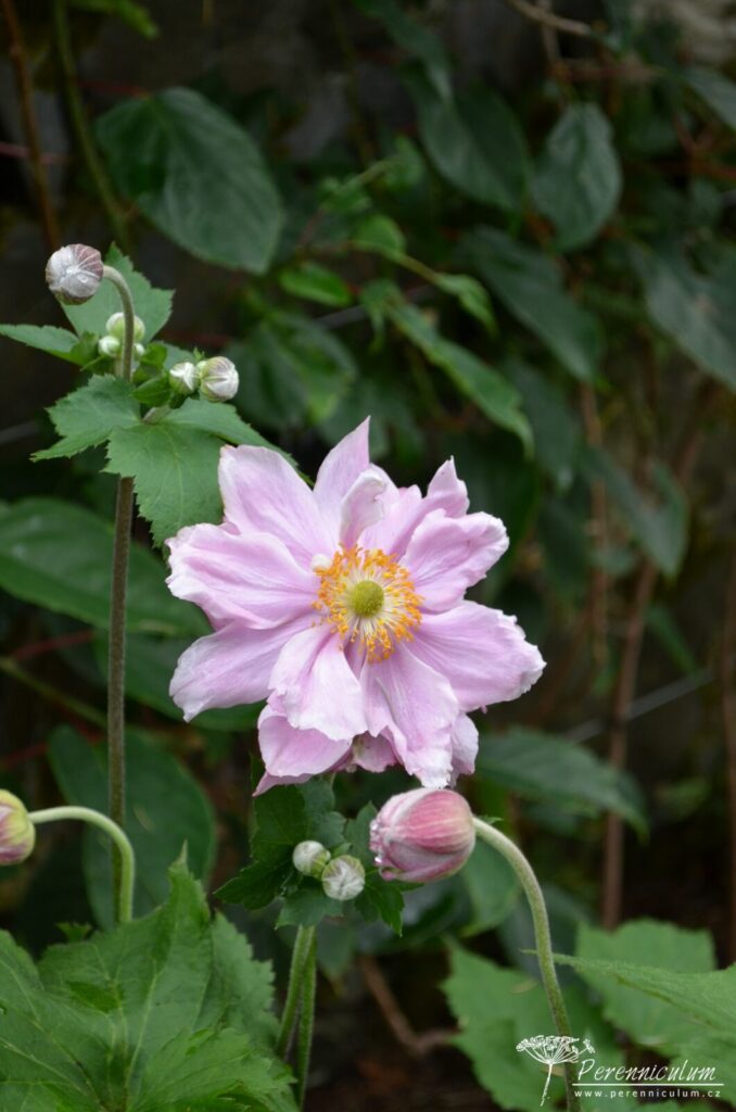 Anemone x hybrida Konigin Charlotte 01