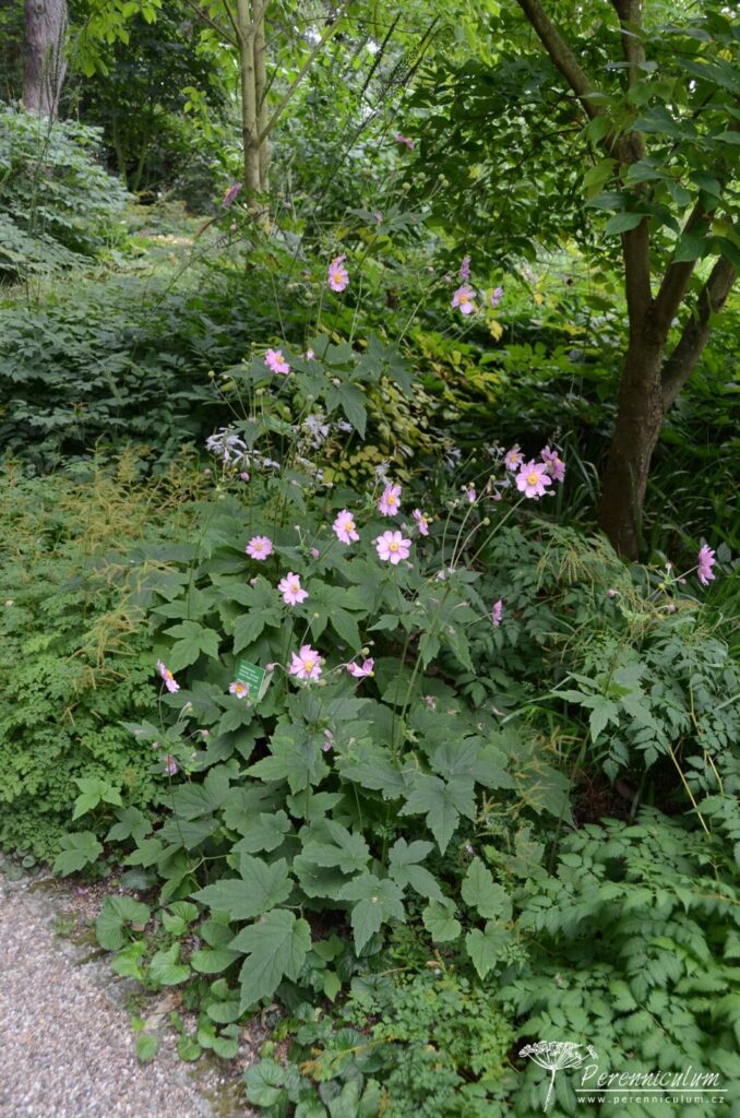 Anemone x hybrida Serenade 01