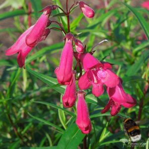 Penstemon Andenken an Friedrich Hahn