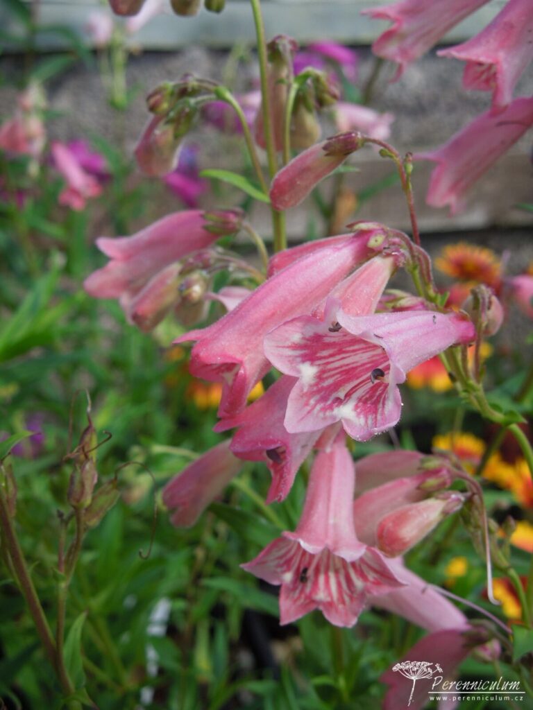 Penstemon Hidcote Pink