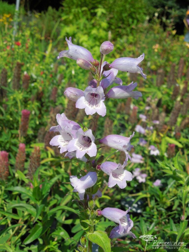 Penstemon Sour Grapes