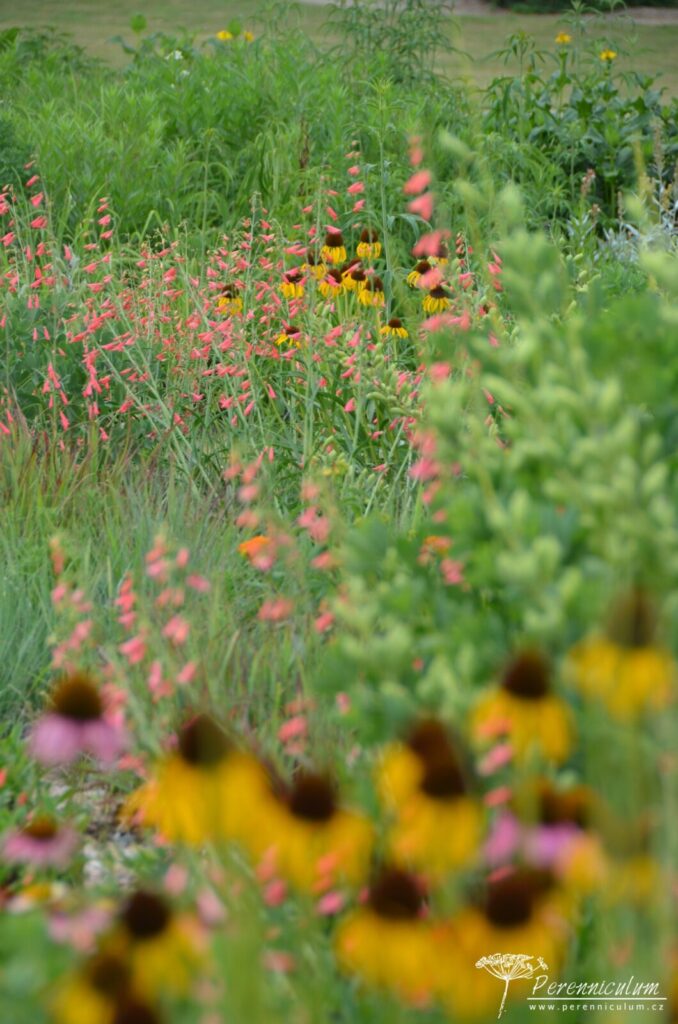 Penstemon barbatus var. coccineus