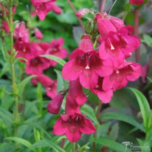 Penstemon Abbotsmerry