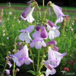 Penstemon