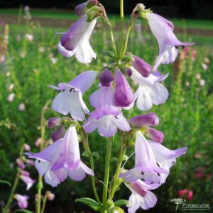 Penstemon Alice Hindley