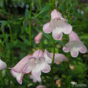 Penstemon Apple Blossom