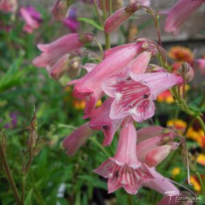 Penstemon Hidcote Pink