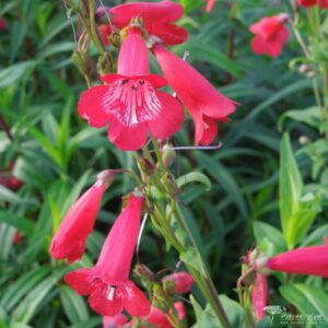 Penstemon King George V