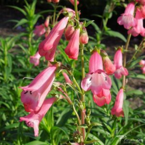 Penstemon Pennington Gem