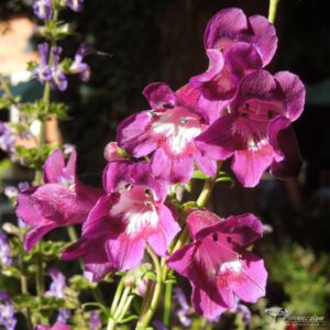 Penstemon Raven