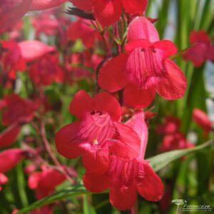 Penstemon Shönholzeri