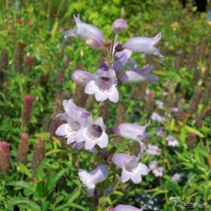 Penstemon Sour Grapes