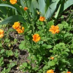 Geum Dolly North
