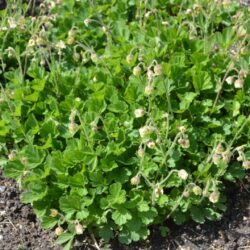 Geum Lemon Drops