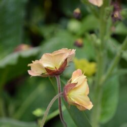 Geum Mai Tai