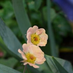 Geum Mai Tai