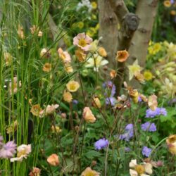 Geum Mai Tai