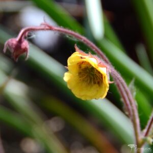 Geum Poco