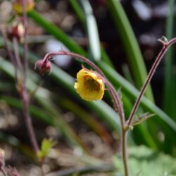 Geum Poco