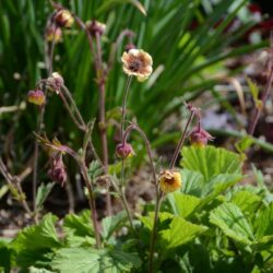 Geum Poco