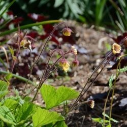 Geum Poco