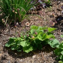 Geum Poco
