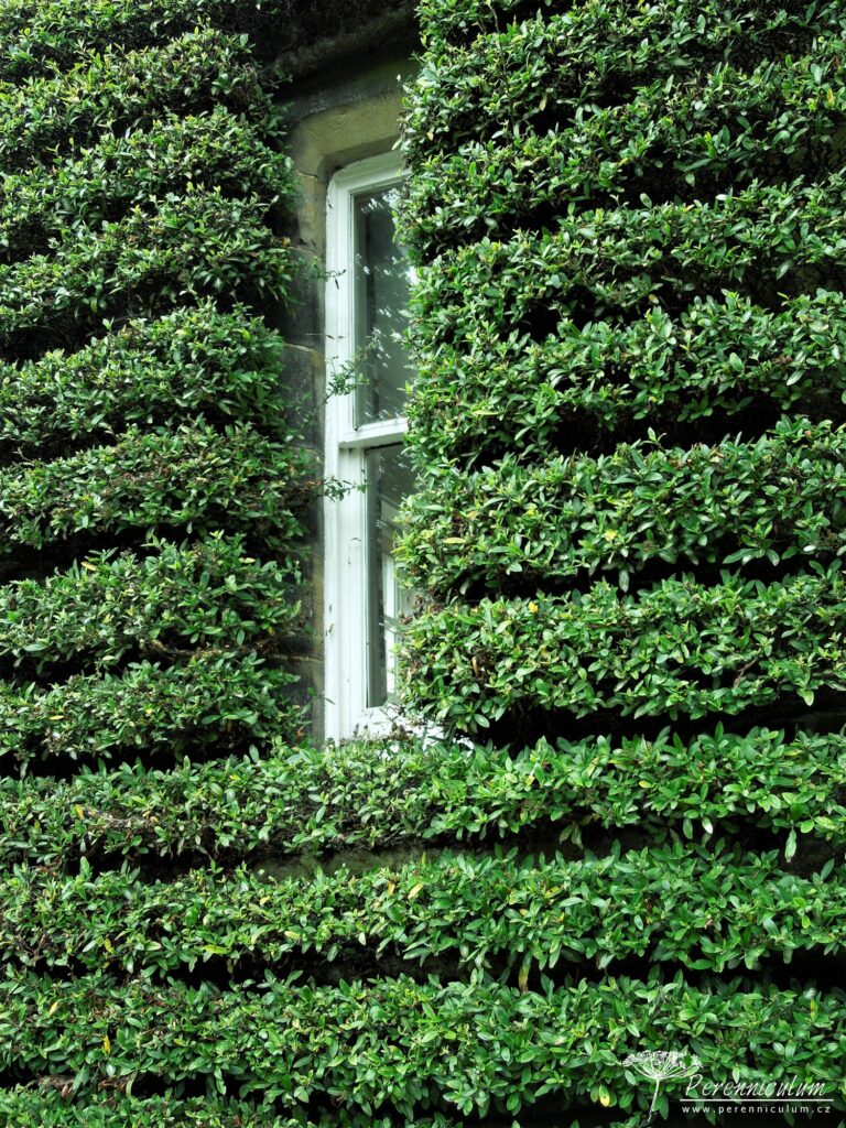 Mala zahrada tisice prekvapeni York Gate 32