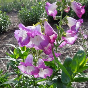 Penstemon Blueberry Fudge