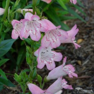 Penstemon Pensham Capricorn Moon