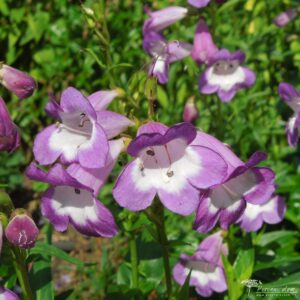 Penstemon Pensham Czar