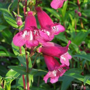 Penstemon Pensham Eleanor Young