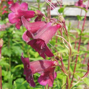 Penstemon Plum Jerkum