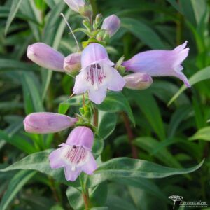 Penstemon Stapleford Gem