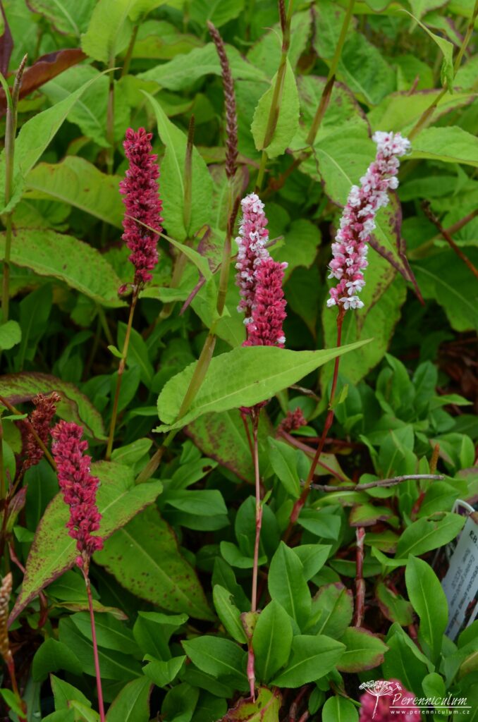 Persicaria affinis Darjeeling Red 08