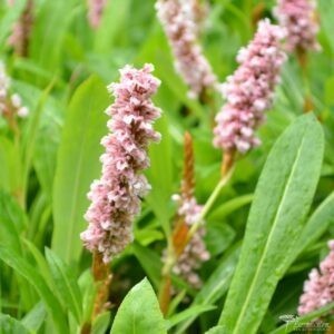 Persicaria affinis Donald Lowndes