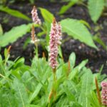 Persicaria affinis Donald Lowndes