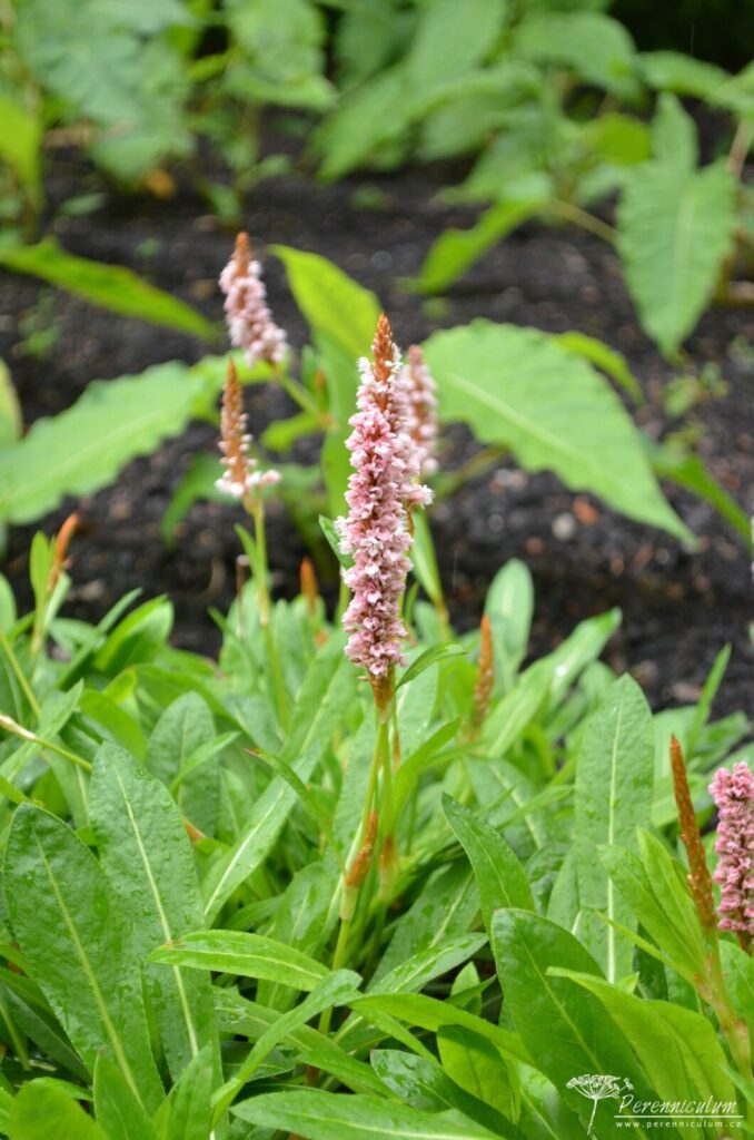 Persicaria affinis Donald Lowndes