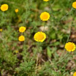 Anthemis tinctoria