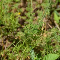 Anthemis tinctoria